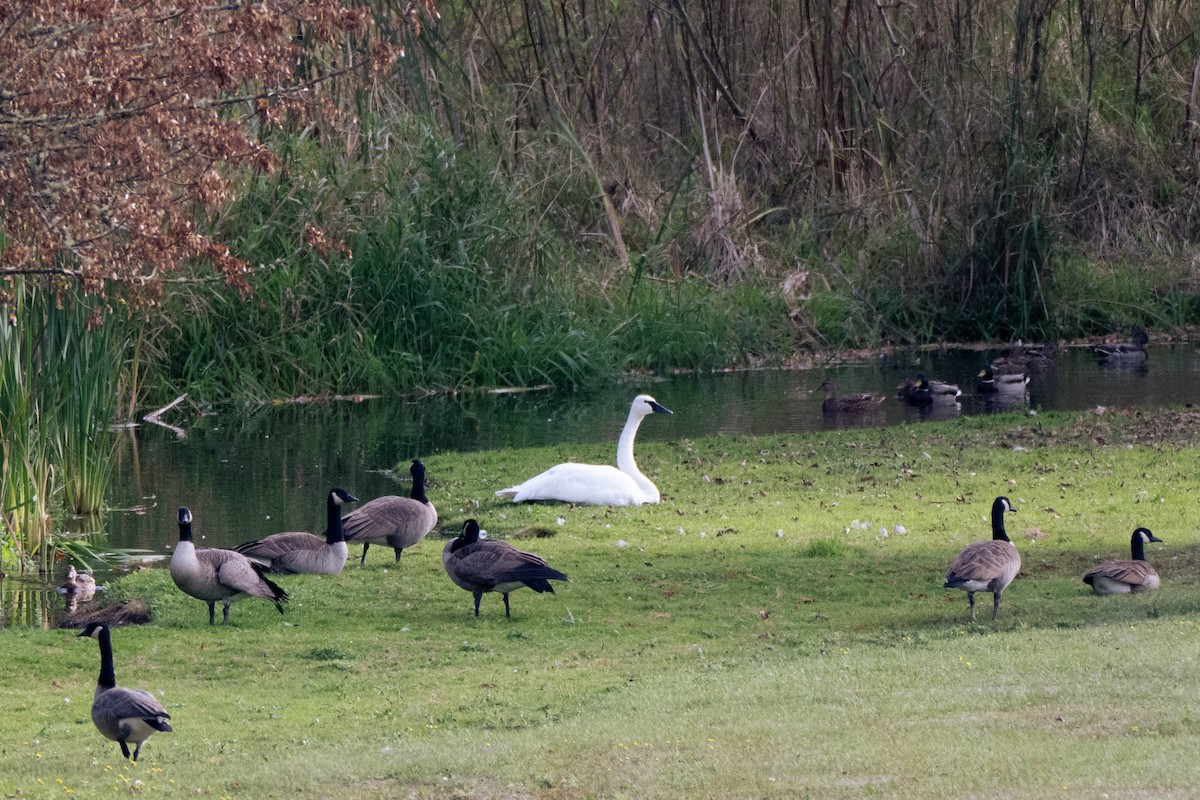 Trumpeter Swan - ML643171037