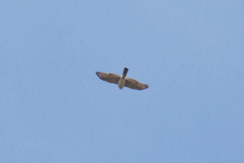falcon sp. - ML643171042