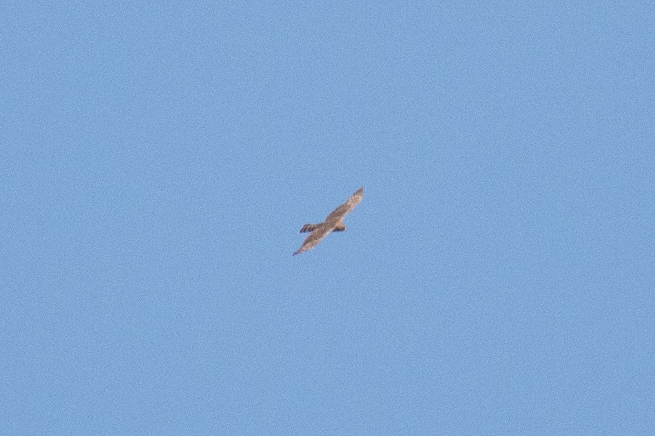falcon sp. - ML643171043