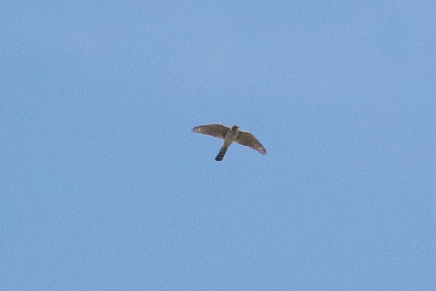 falcon sp. - ML643171044