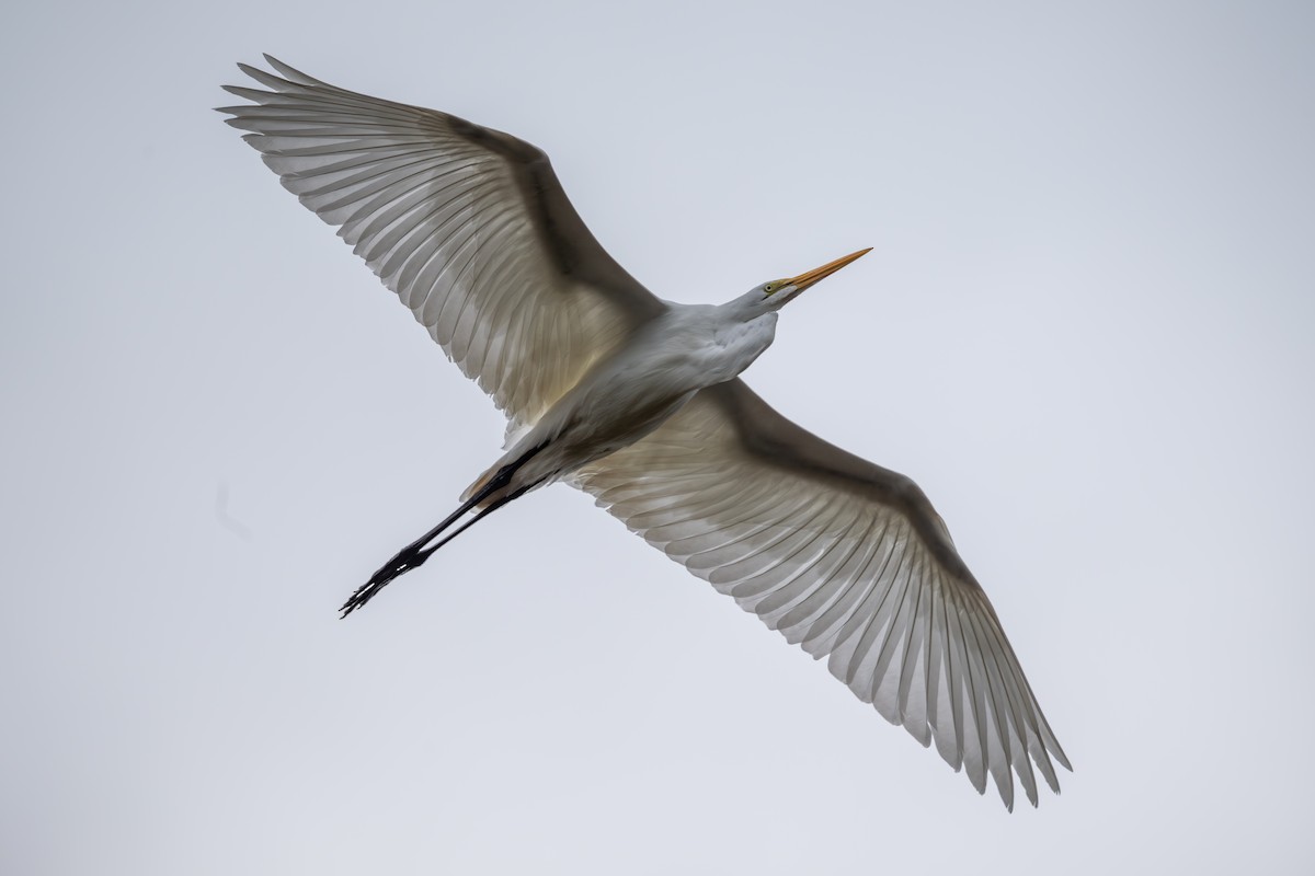 Great Egret - ML643171047