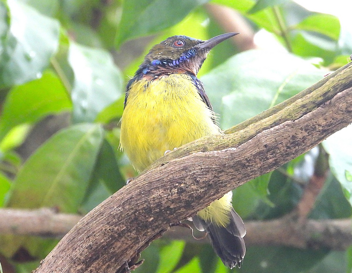 Brown-throated Sunbird - ML643171052