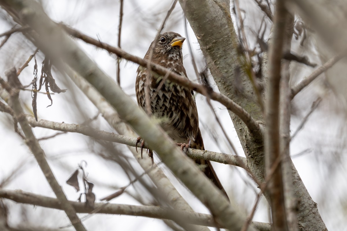 Fox Sparrow - ML643171053