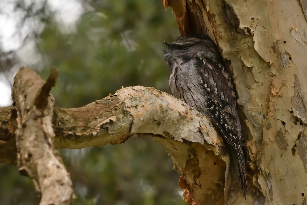 Tawny Frogmouth - ML643171055