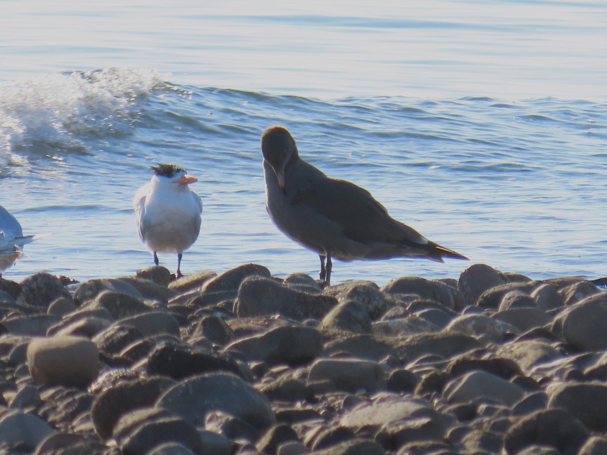 Heermann's Gull - ML643171056