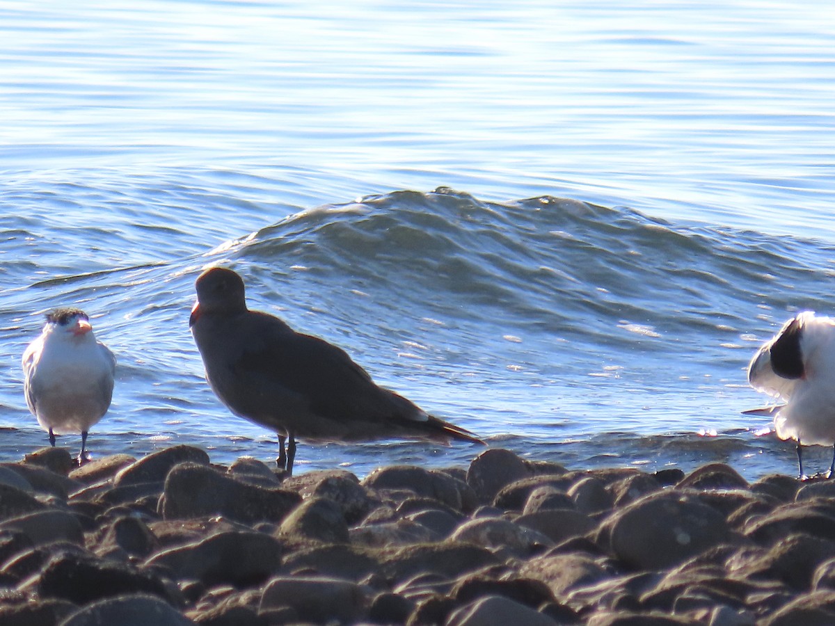 Heermann's Gull - ML643171057