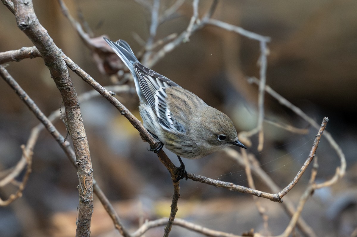 Yellow-rumped Warbler - ML643171059