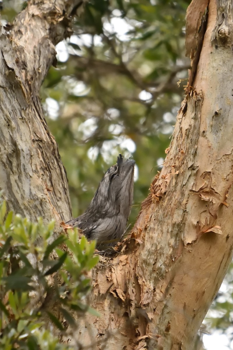 Tawny Frogmouth - ML643171060