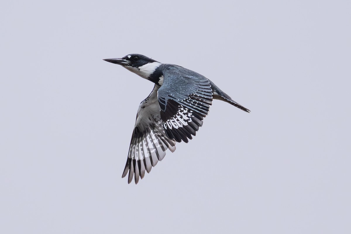 Belted Kingfisher - ML643171061