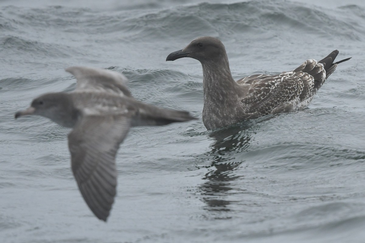 Western/Glaucous-winged Gull - ML643171062