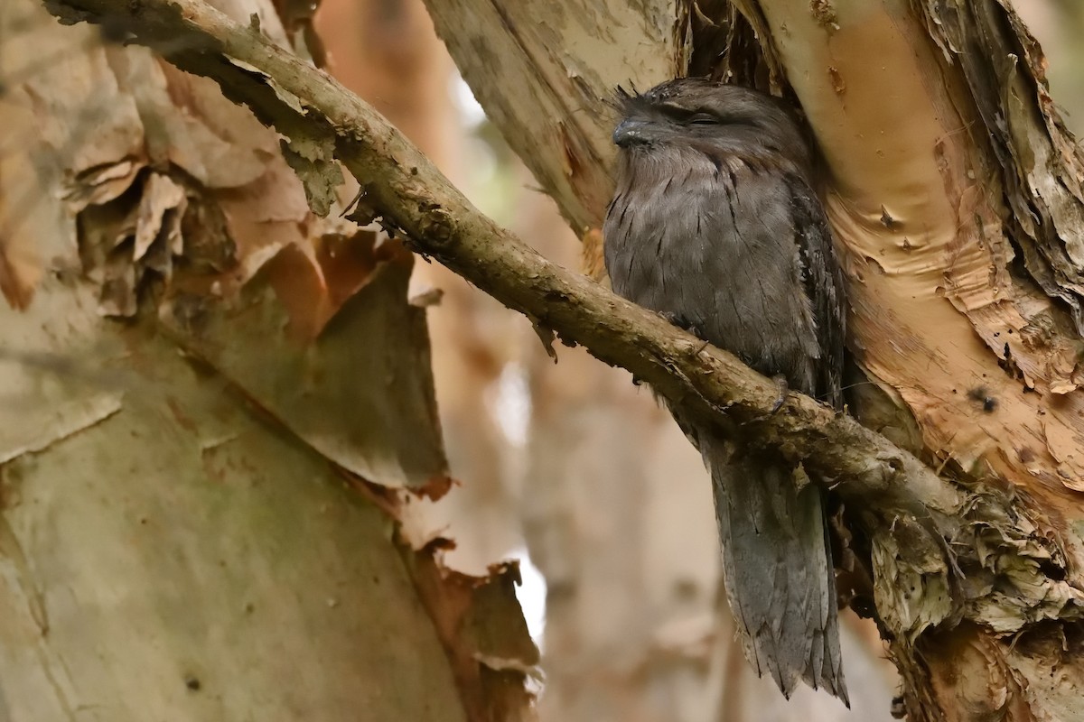 Tawny Frogmouth - ML643171063