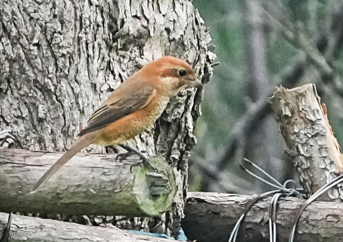 Bull-headed Shrike - ML643171064