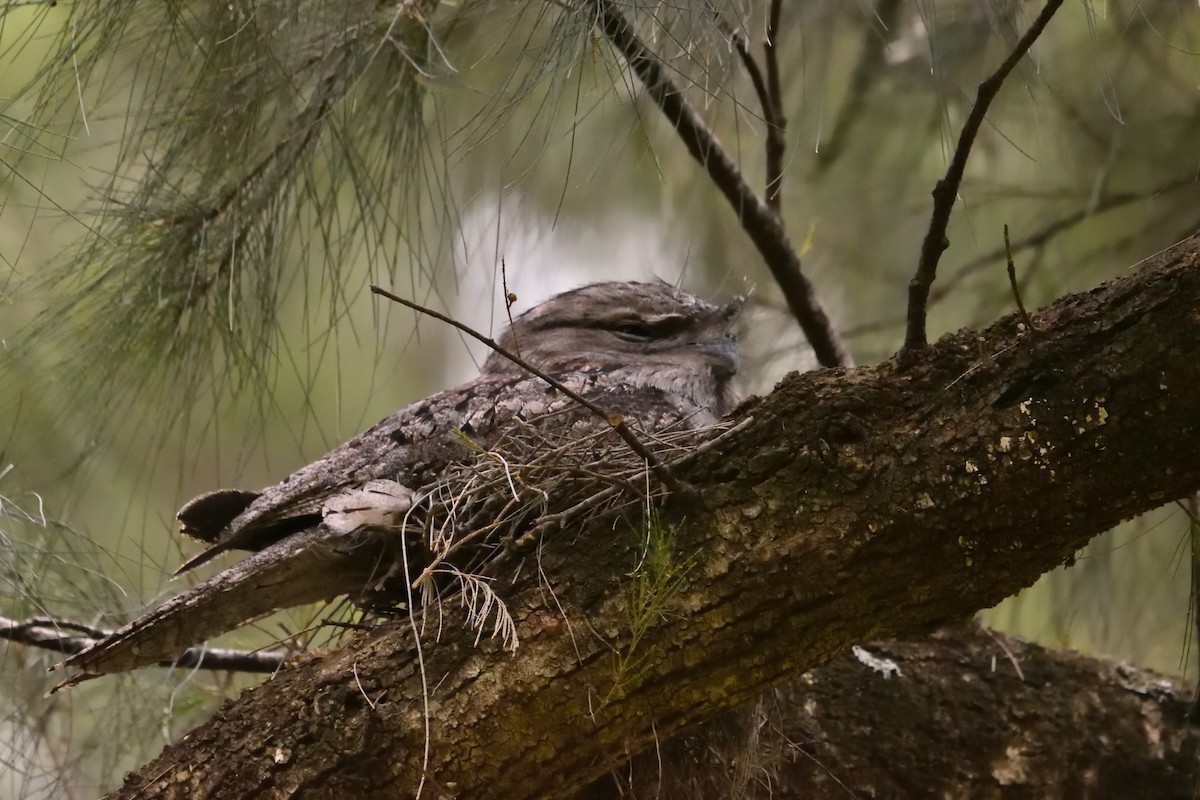 Tawny Frogmouth - ML643171066