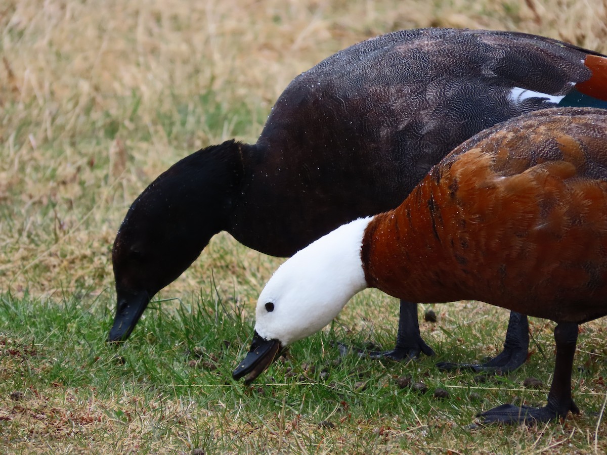 Paradise Shelduck - ML643171071