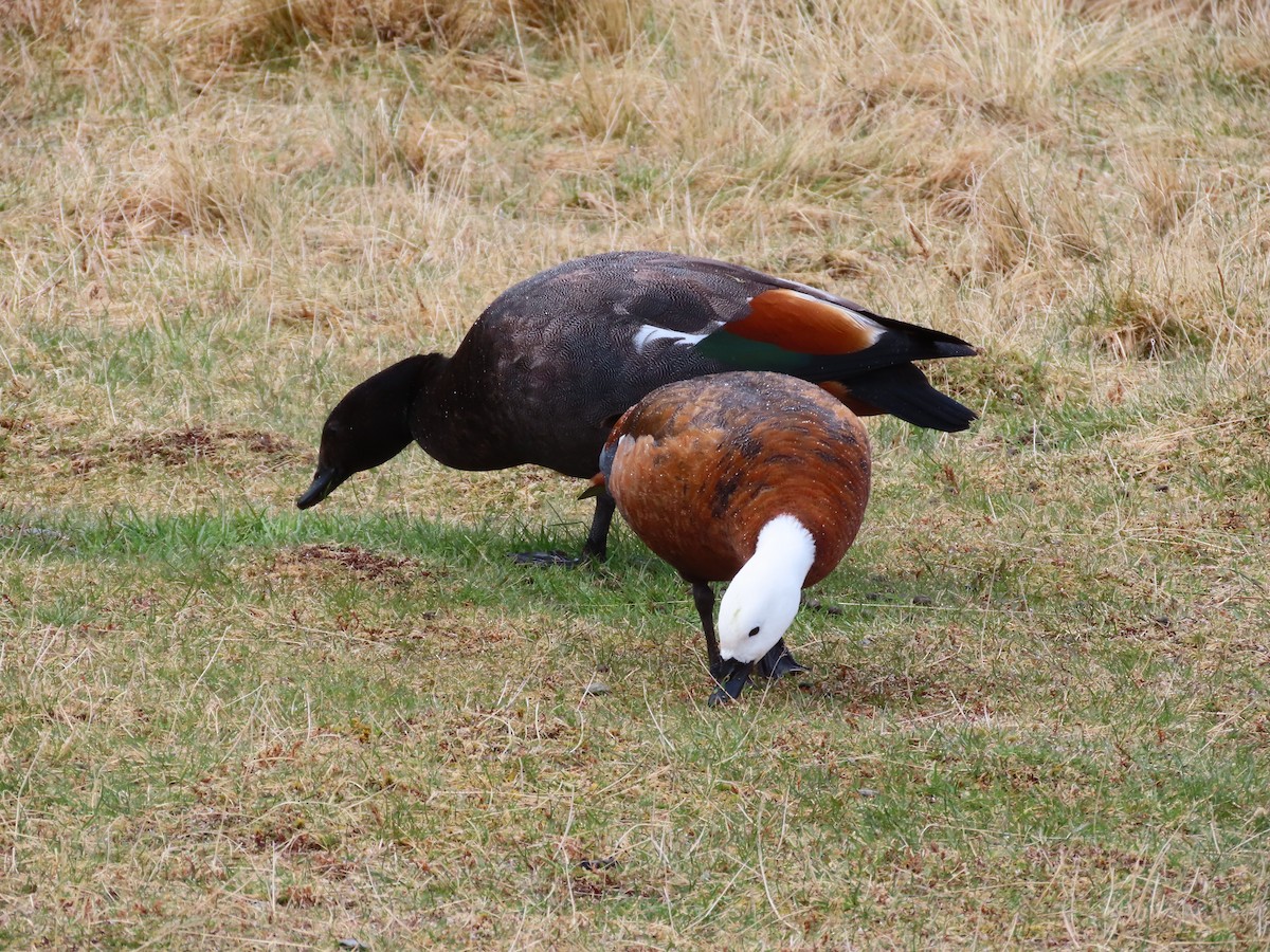 Paradise Shelduck - ML643171073