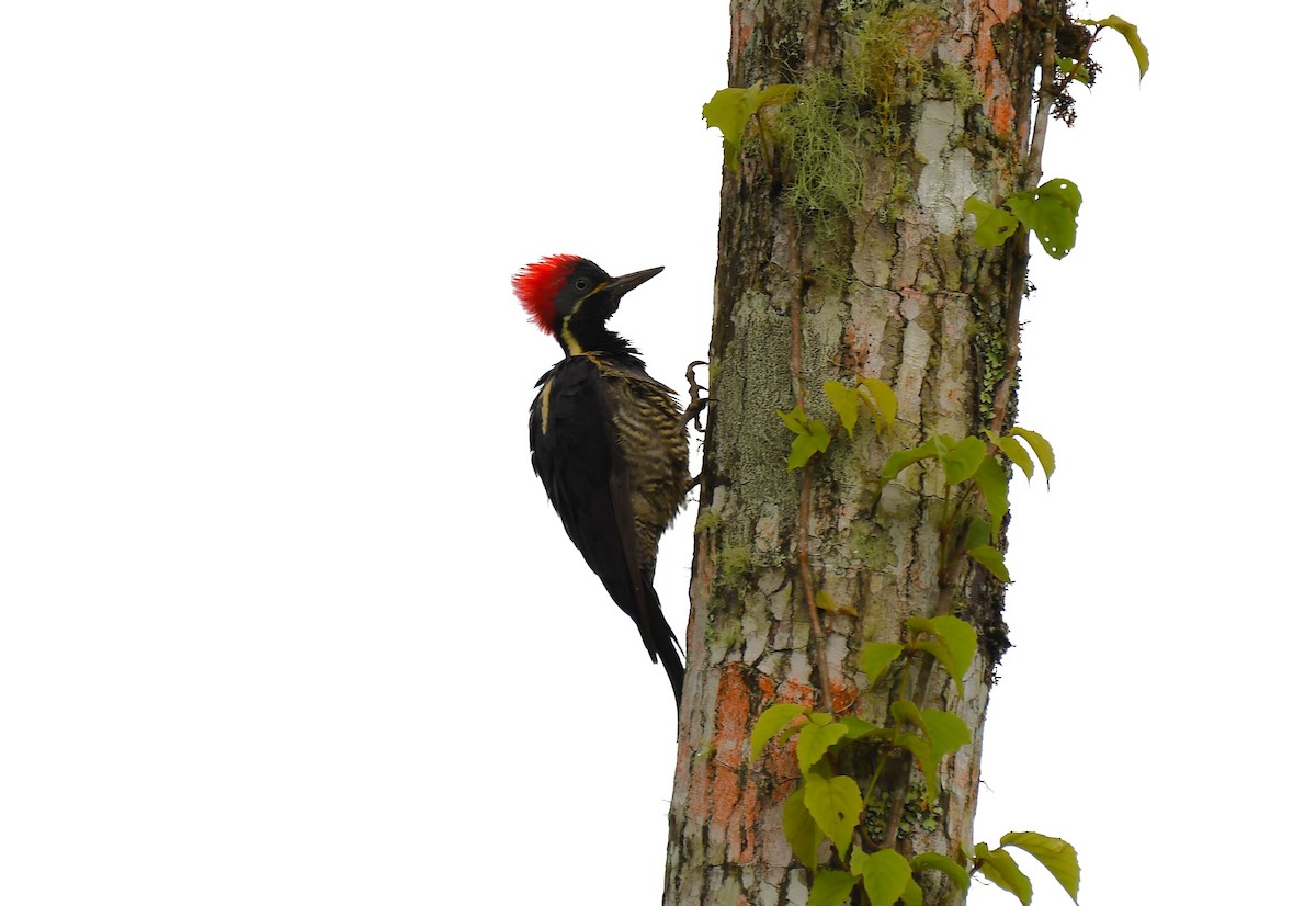Lineated Woodpecker - ML643171074