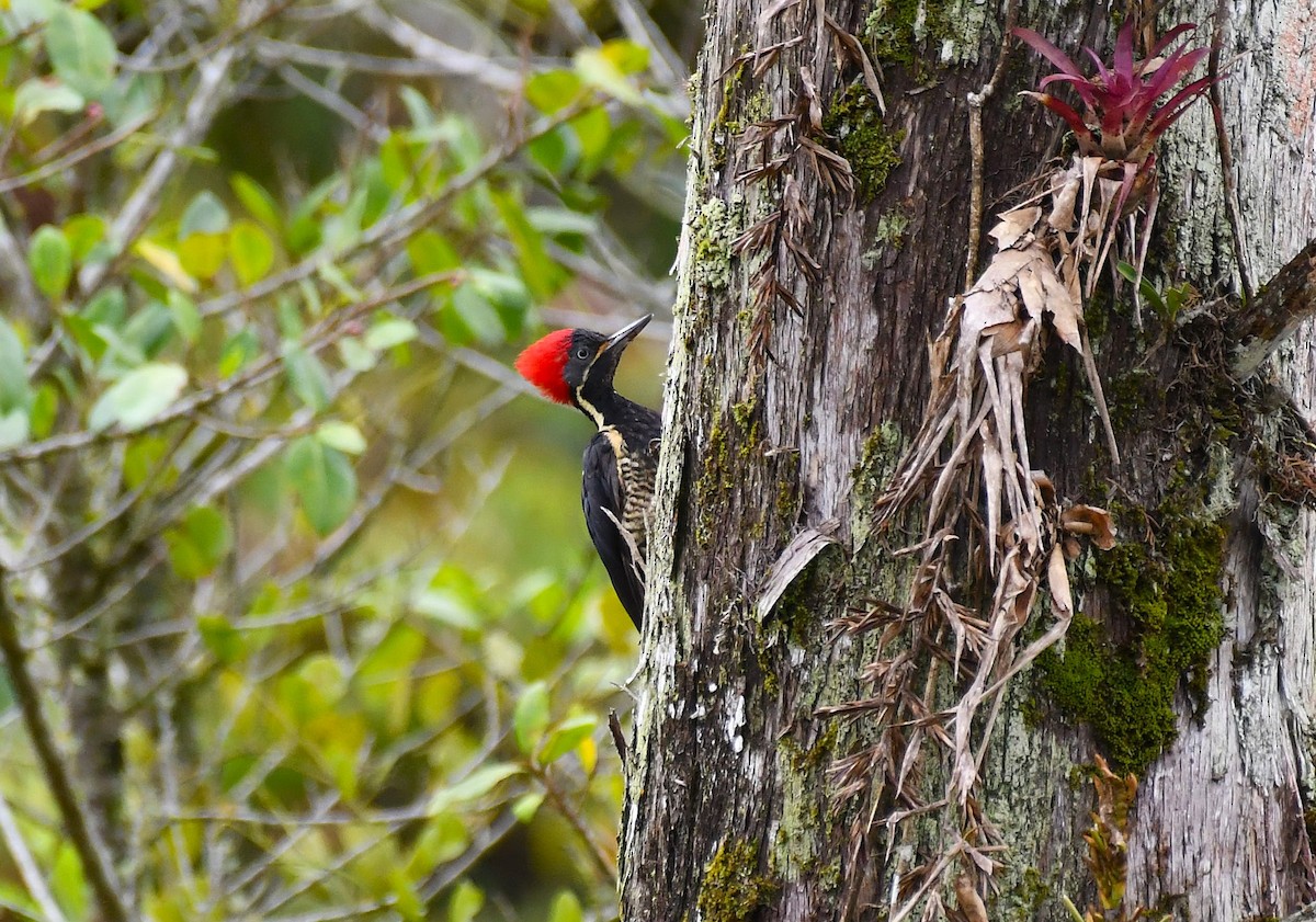 Lineated Woodpecker - ML643171075