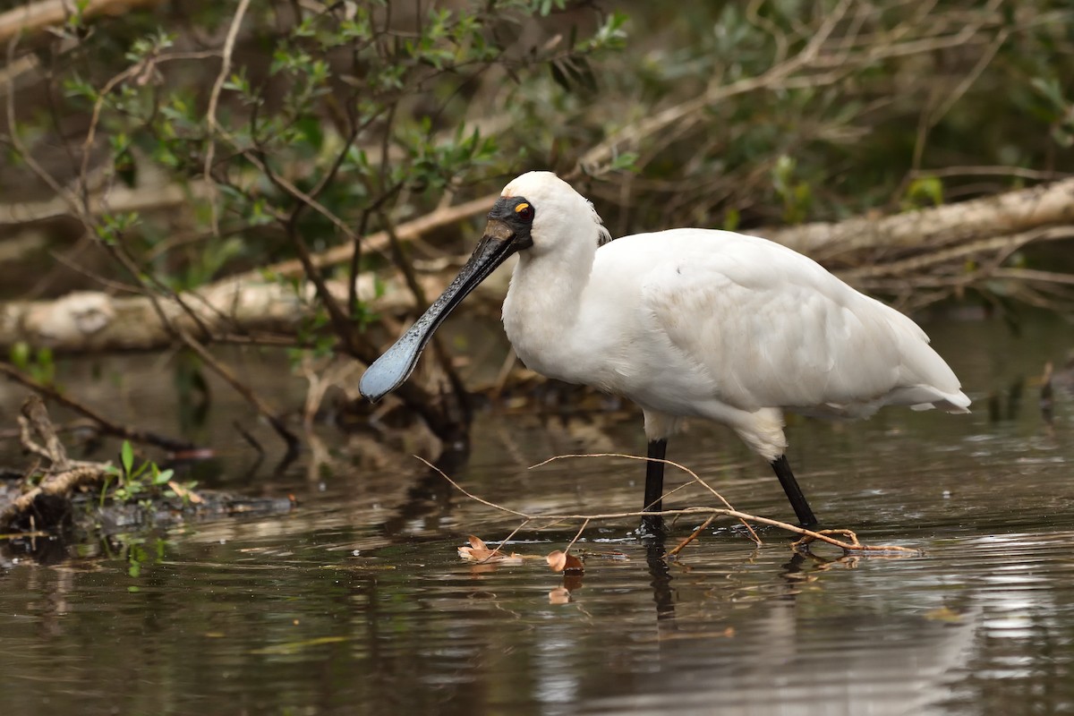 Royal Spoonbill - ML643171076