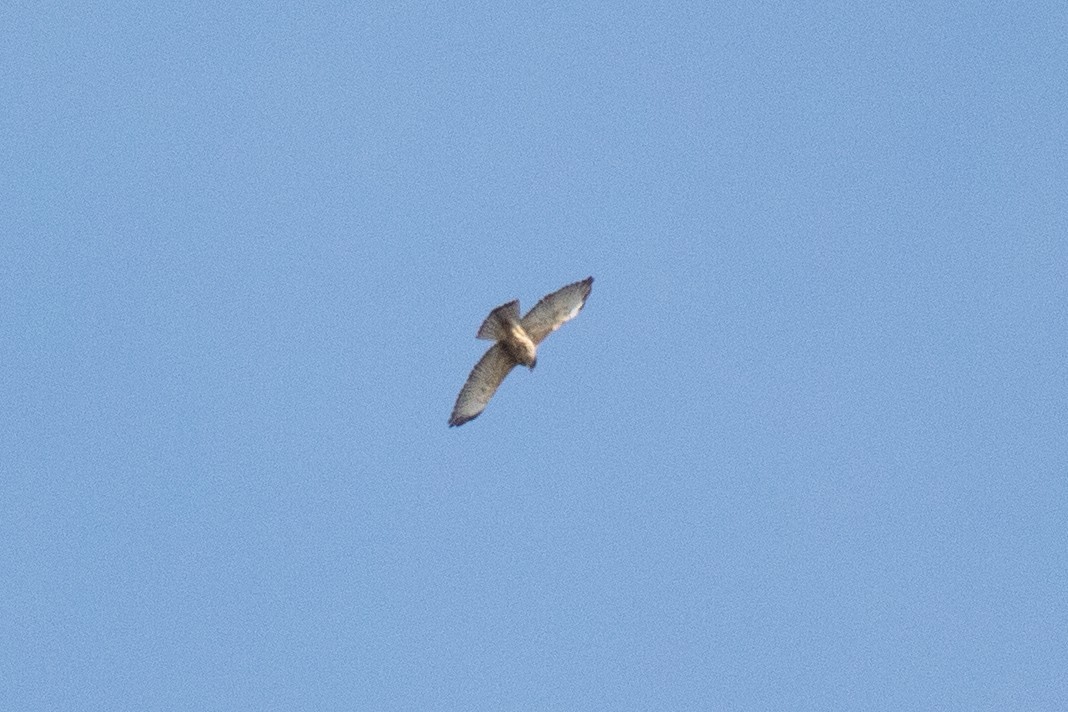 Broad-winged Hawk - ML643171078