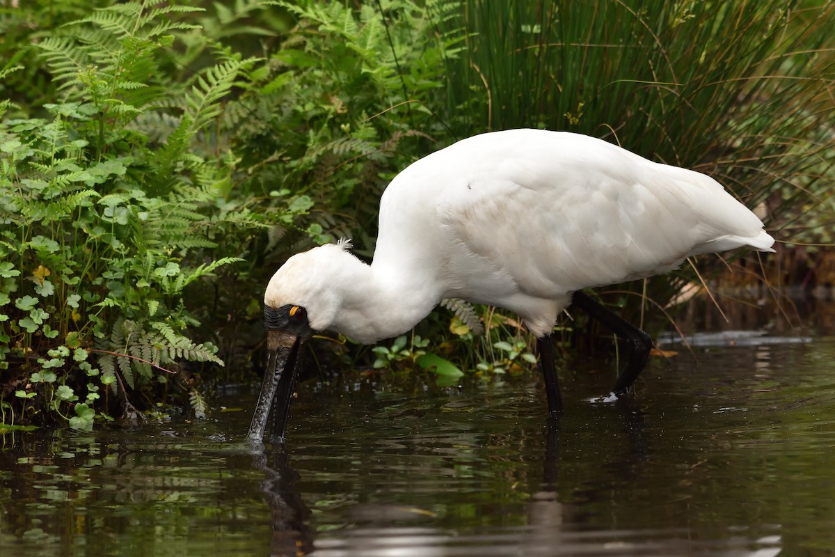 Royal Spoonbill - ML643171079