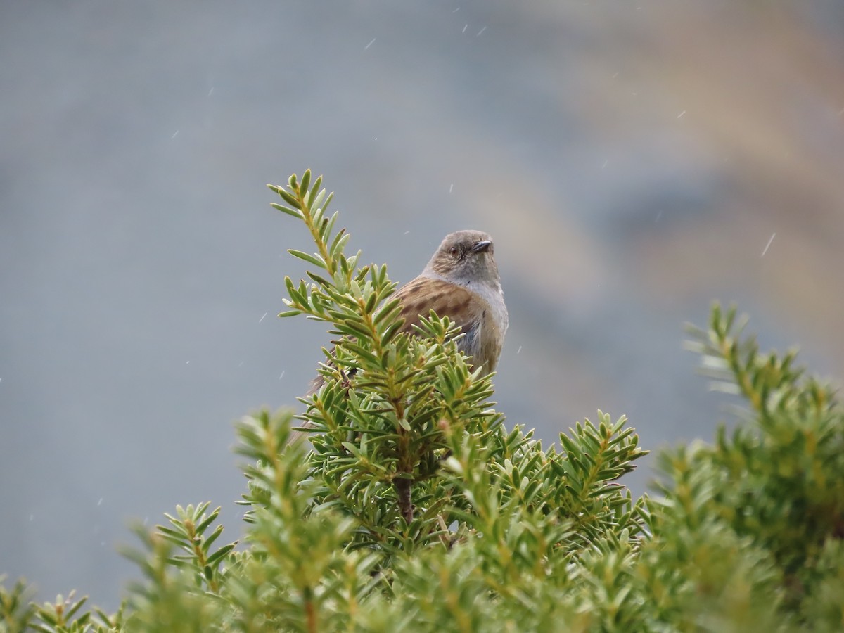 Dunnock - ML643171083