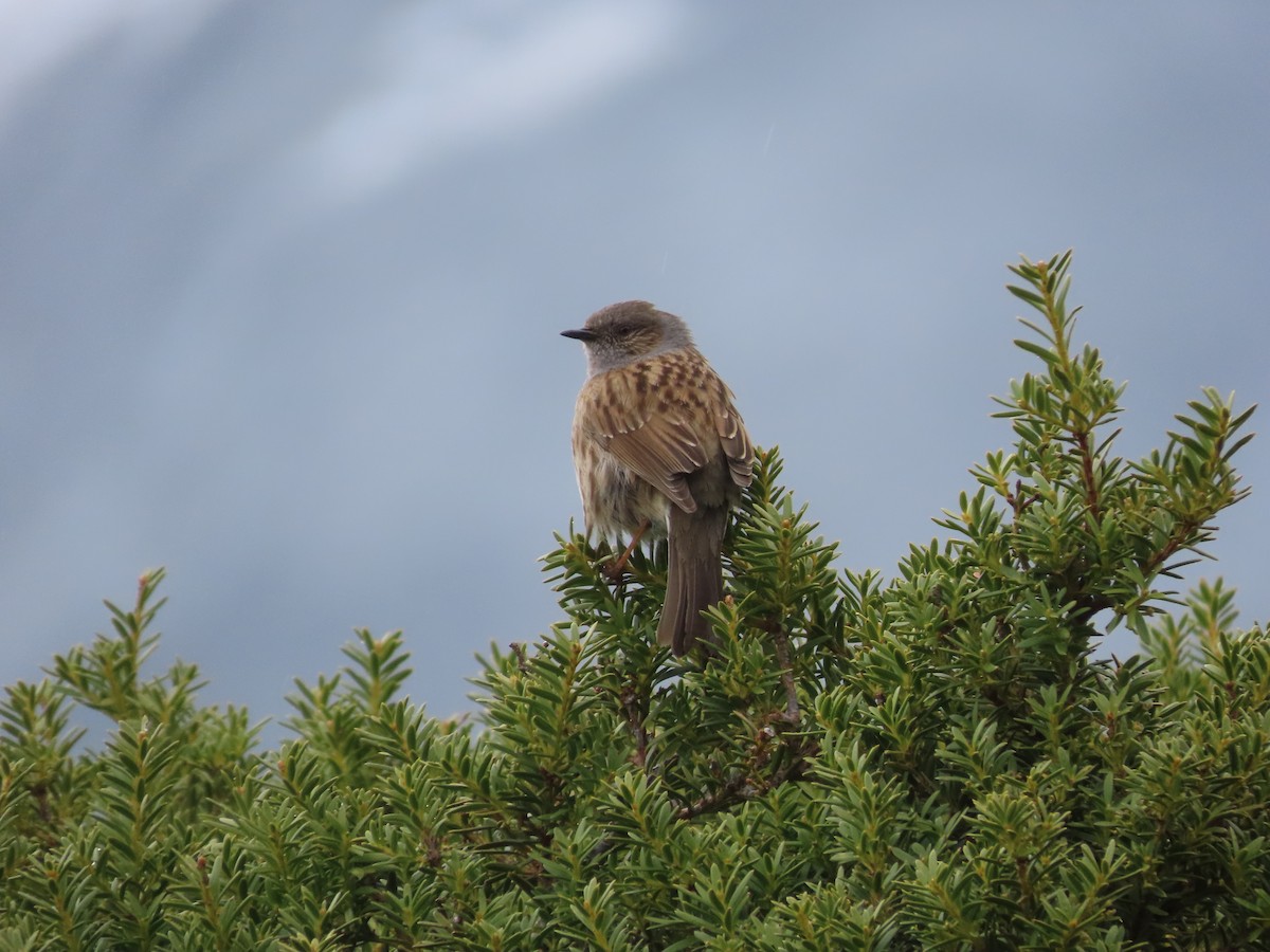 Dunnock - ML643171084