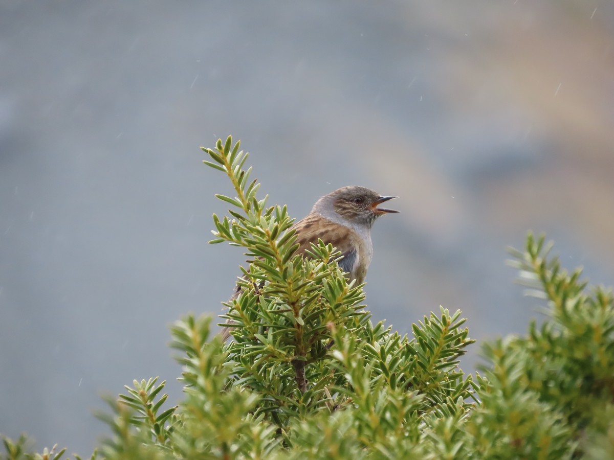 Dunnock - ML643171085