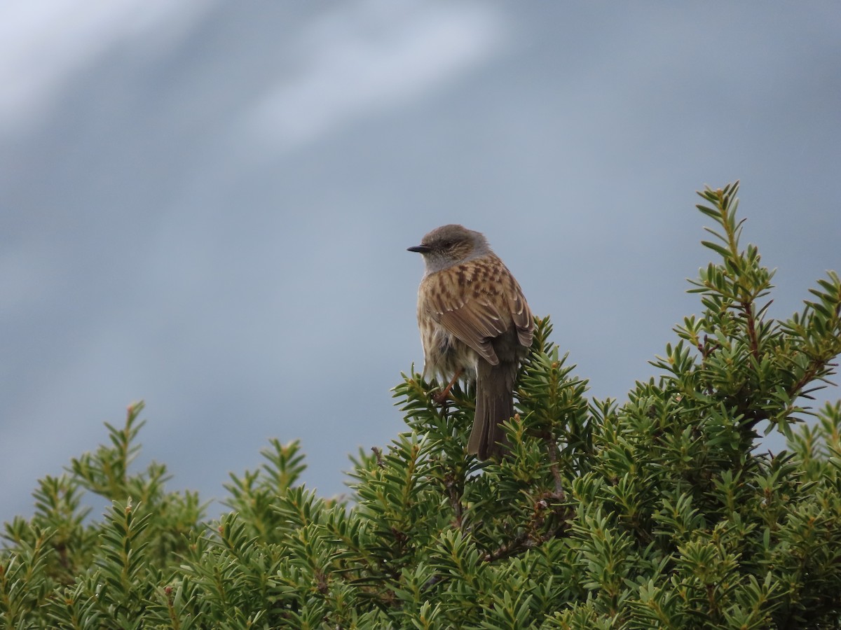 Dunnock - ML643171086