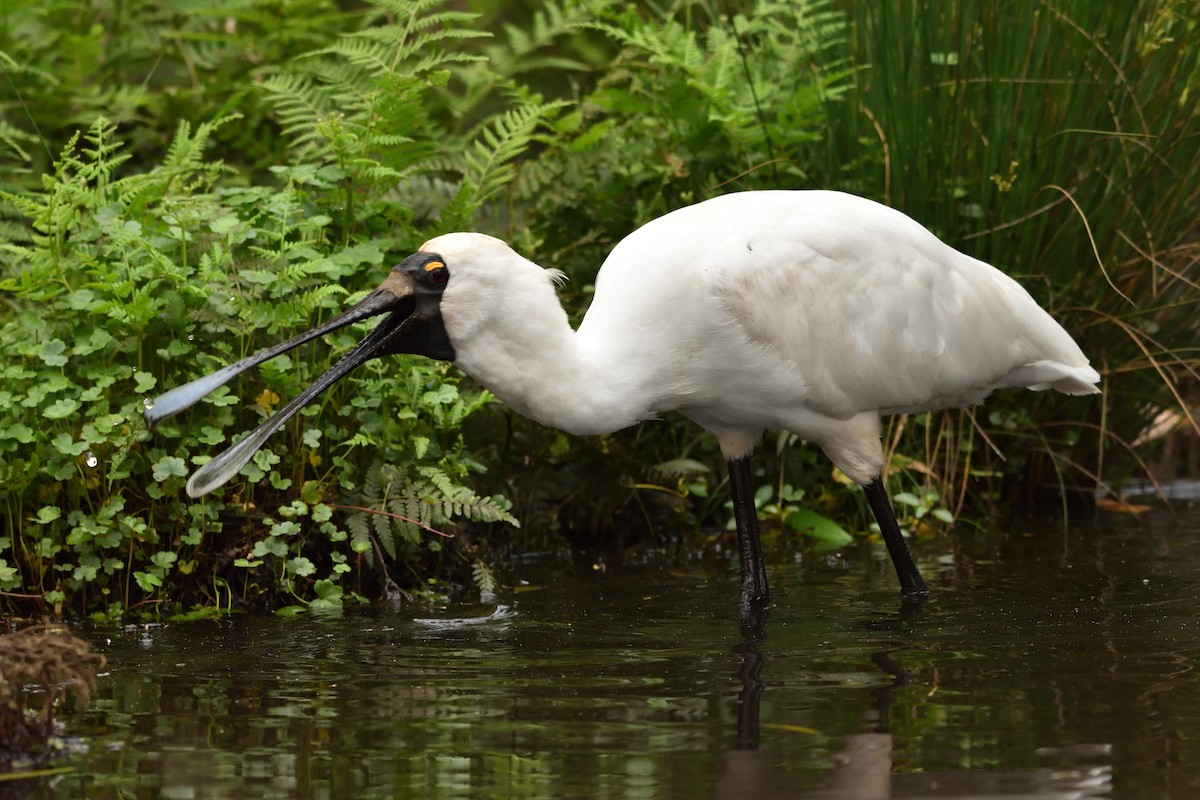 Royal Spoonbill - ML643171087