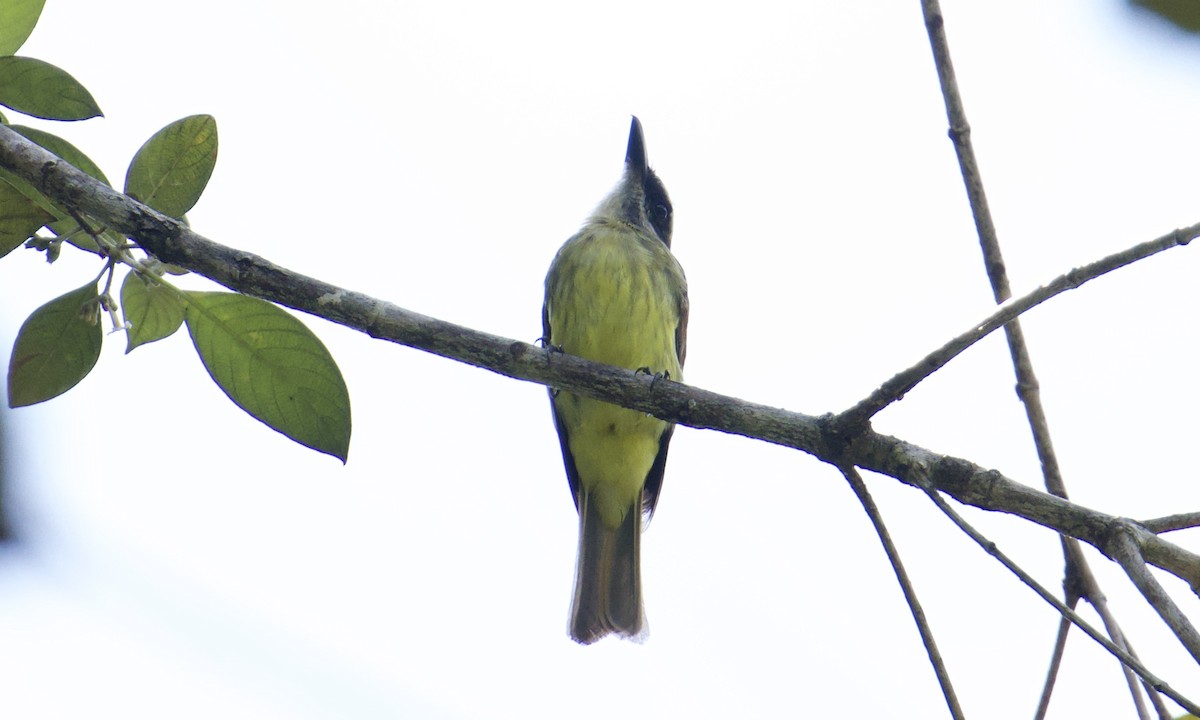 Golden-bellied Flycatcher - ML643171088