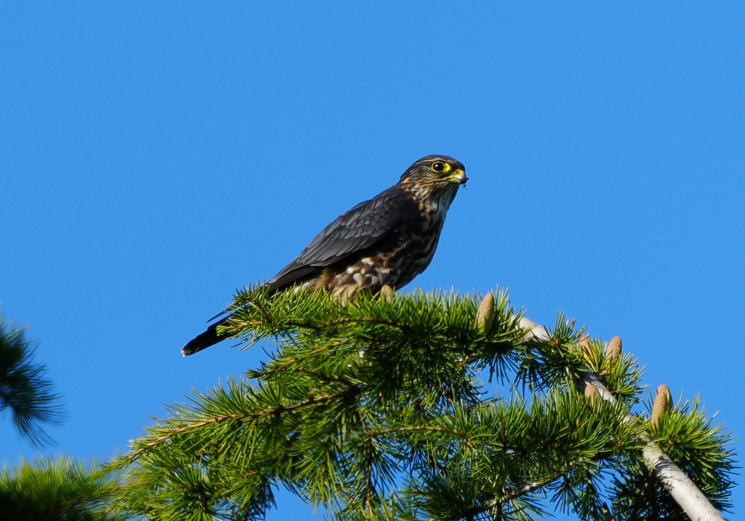 灰背隼 - ML643171092