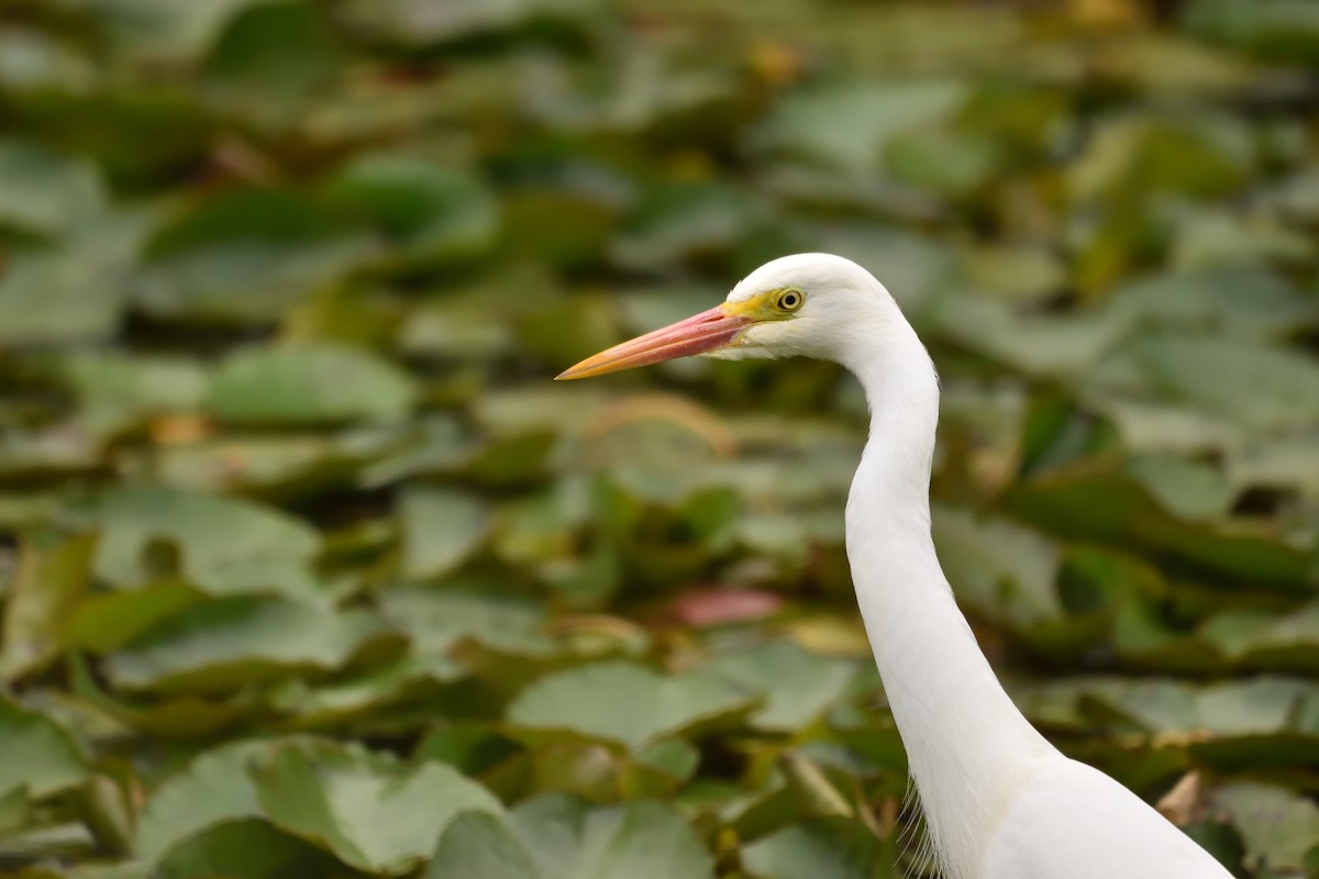 Plumed Egret - ML643171093