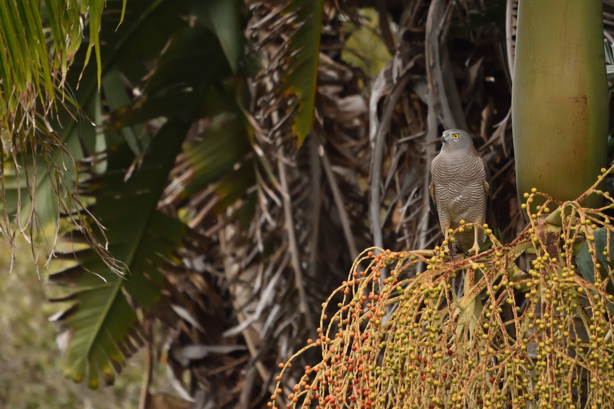Brown Goshawk - ML643171102
