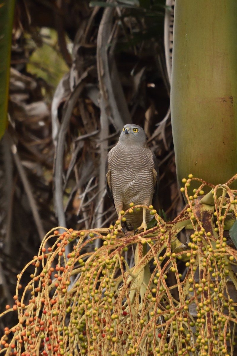 Brown Goshawk - ML643171104