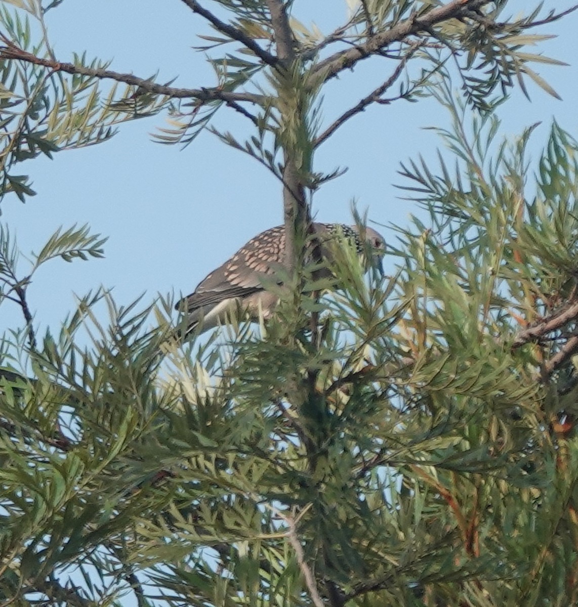 Spotted Dove - ML643171107