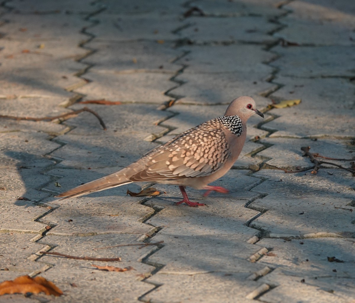 Spotted Dove - ML643171108