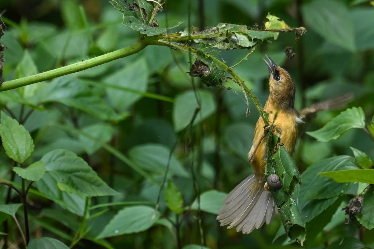Black-chinned Babbler - ML643171123