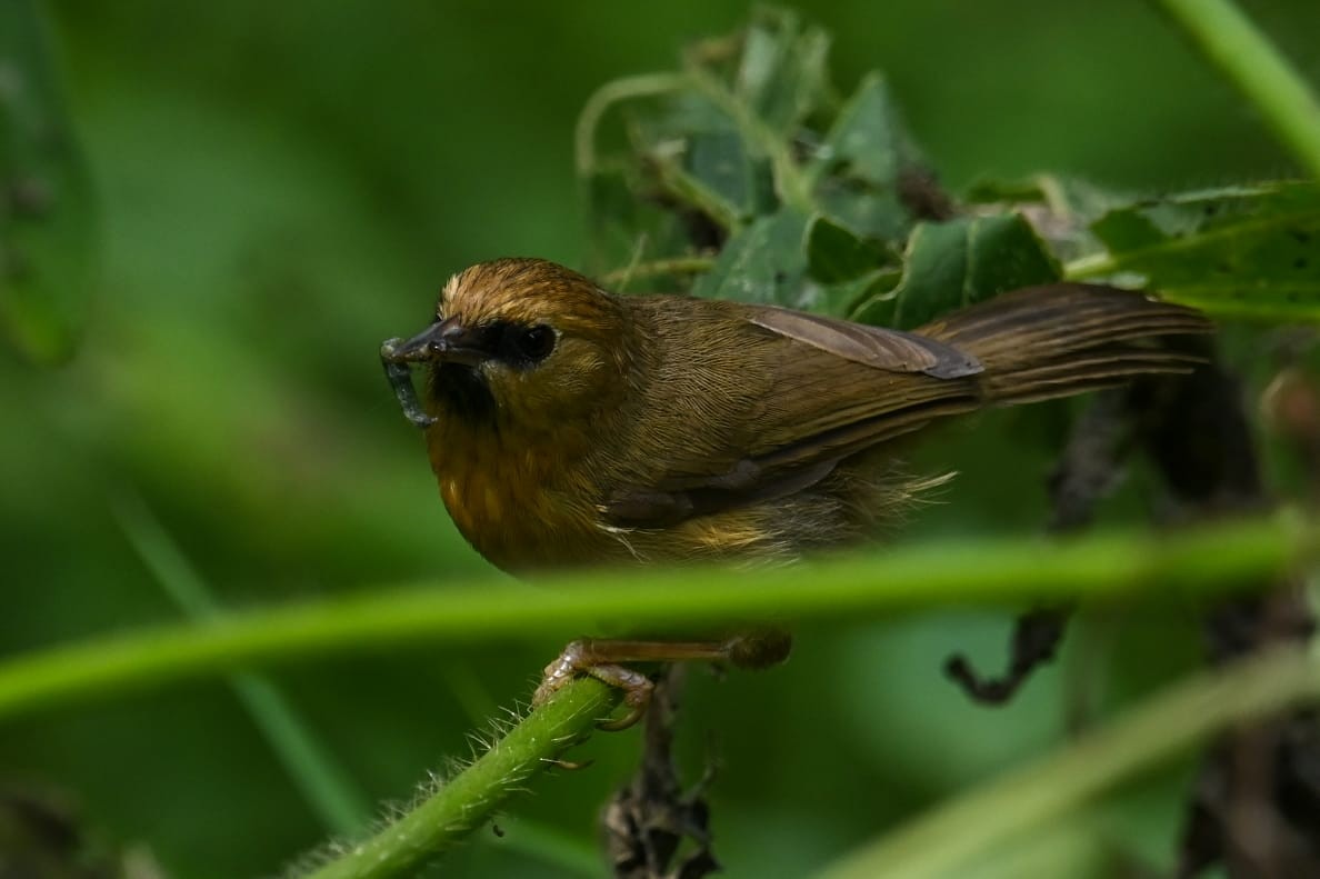 Black-chinned Babbler - ML643171124