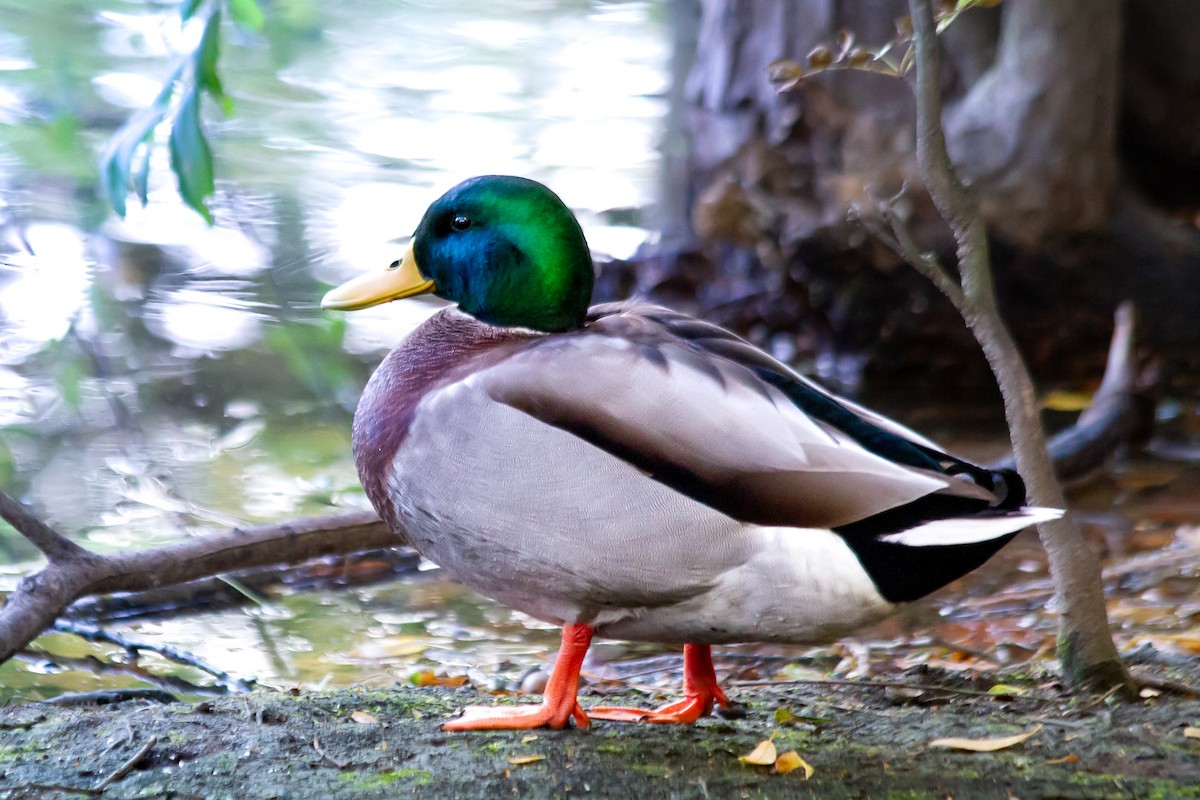 Mallard - ML643171125