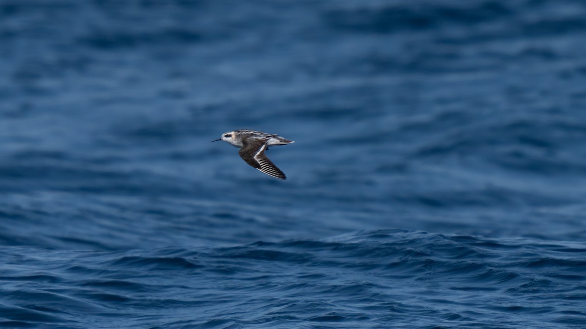 Red-necked Phalarope - ML643171126