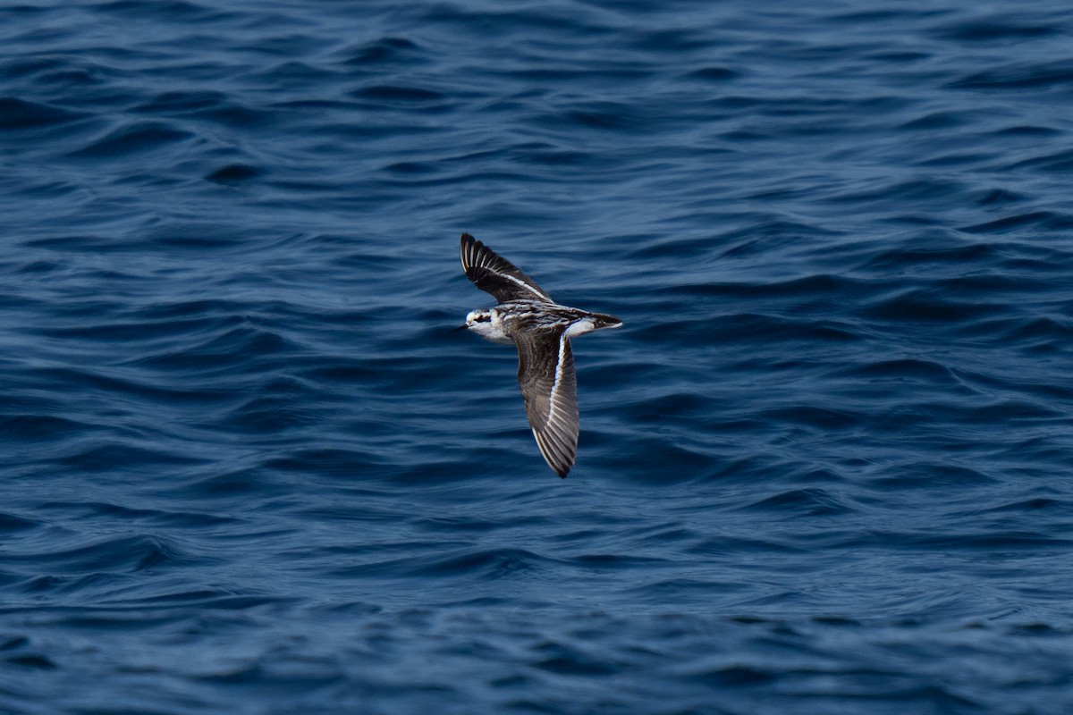 Red-necked Phalarope - ML643171127