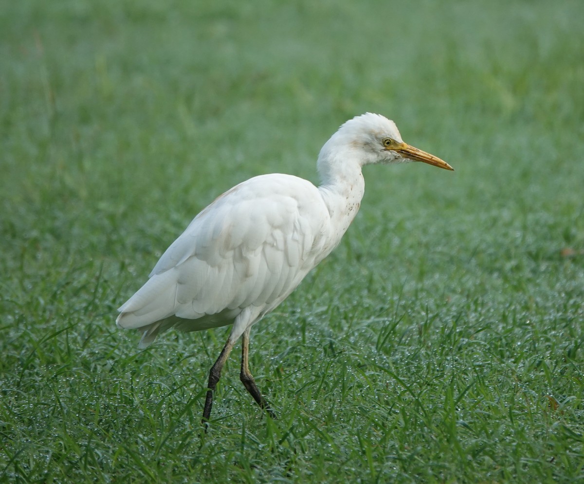 Eastern Cattle-Egret - ML643171128