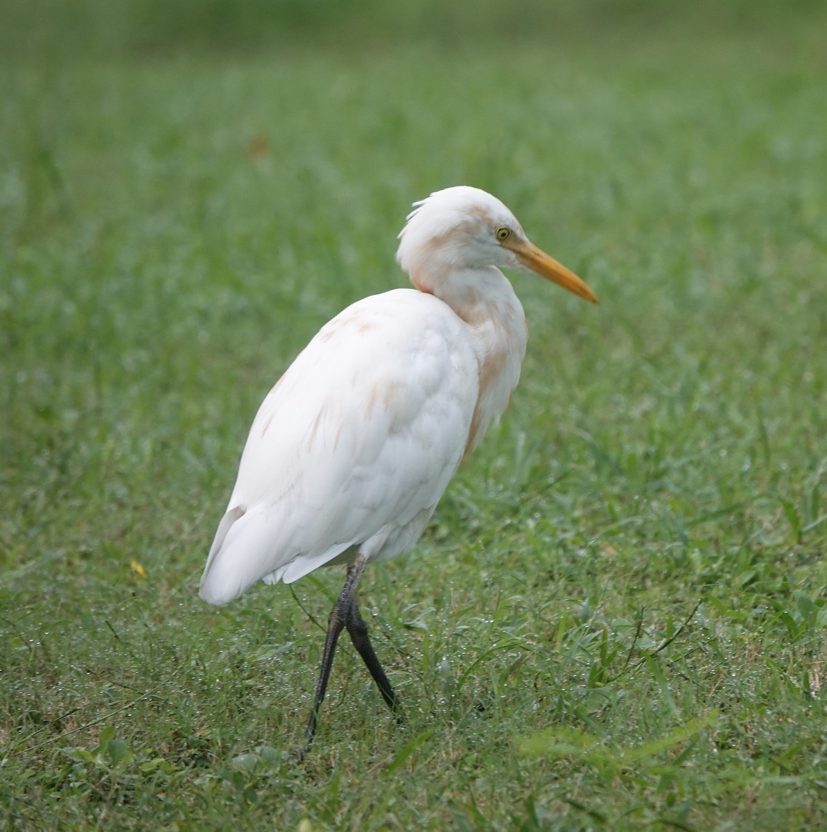 Eastern Cattle-Egret - ML643171129