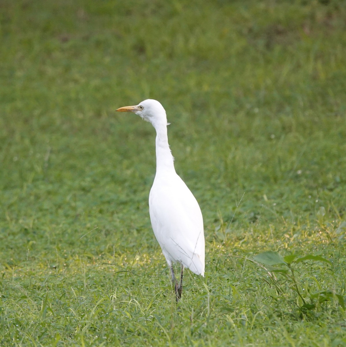 Eastern Cattle-Egret - ML643171130
