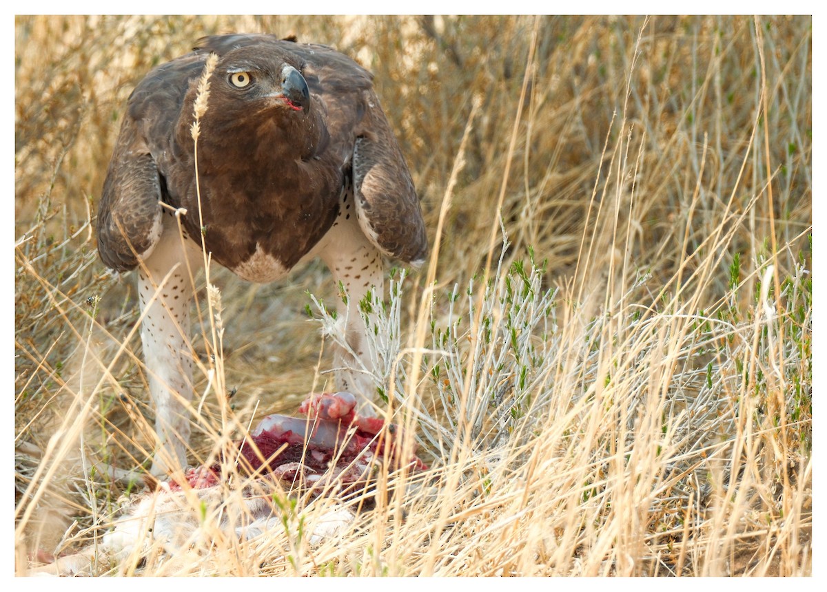 Martial Eagle - ML643171131