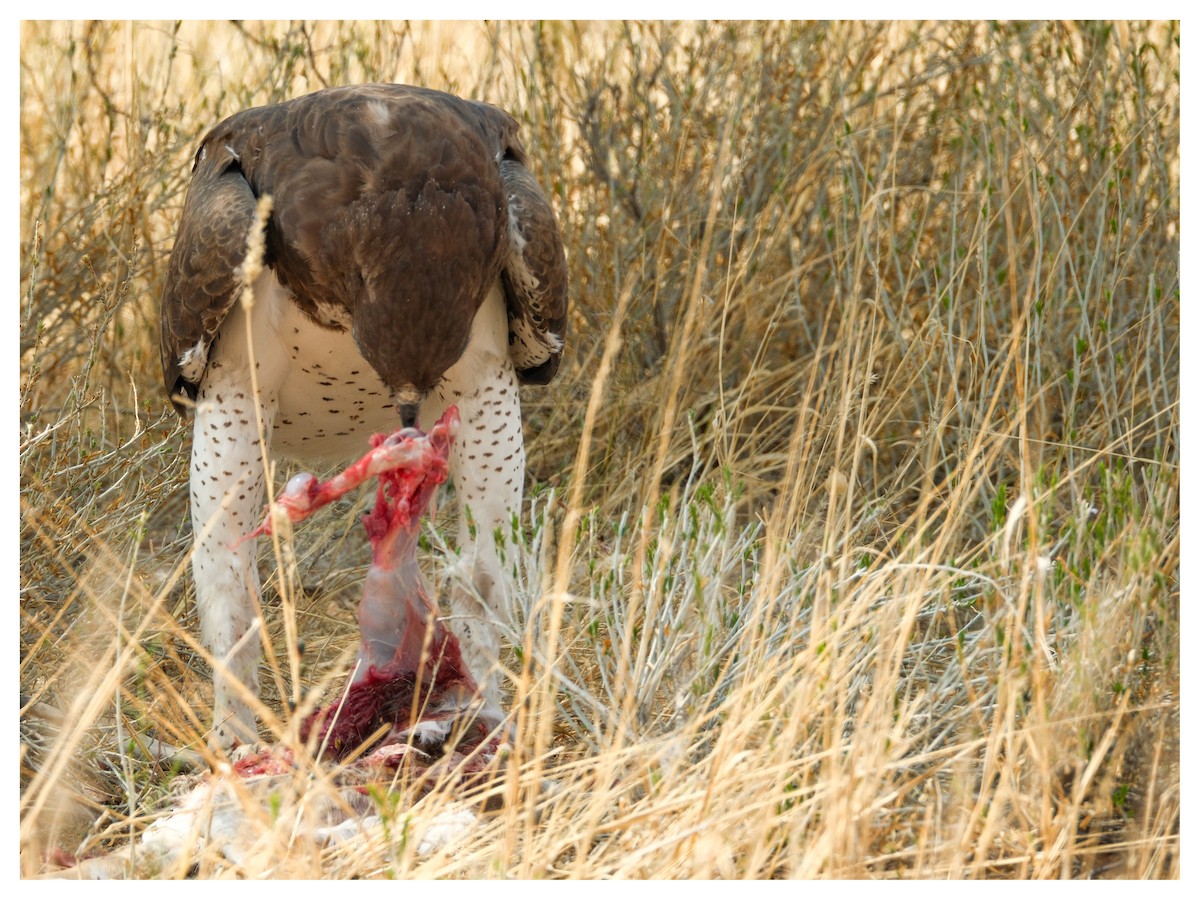 Martial Eagle - ML643171132