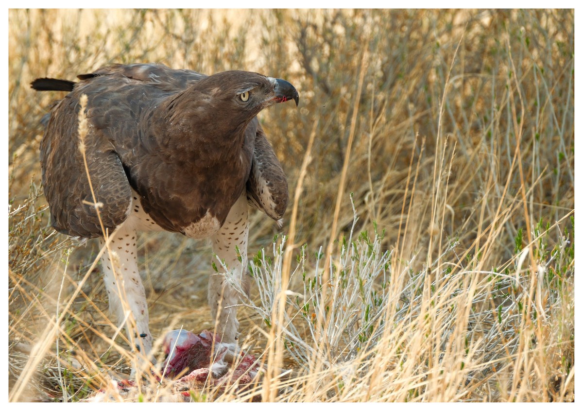 Martial Eagle - ML643171133