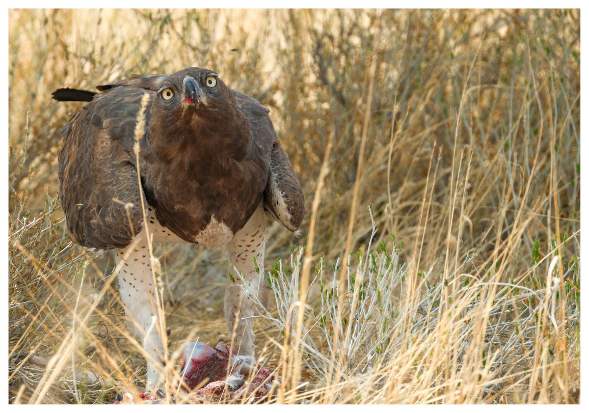 Martial Eagle - ML643171134