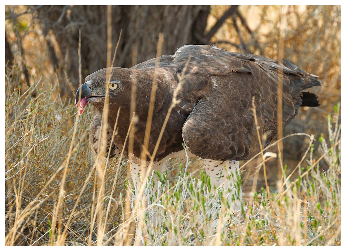 Martial Eagle - ML643171135