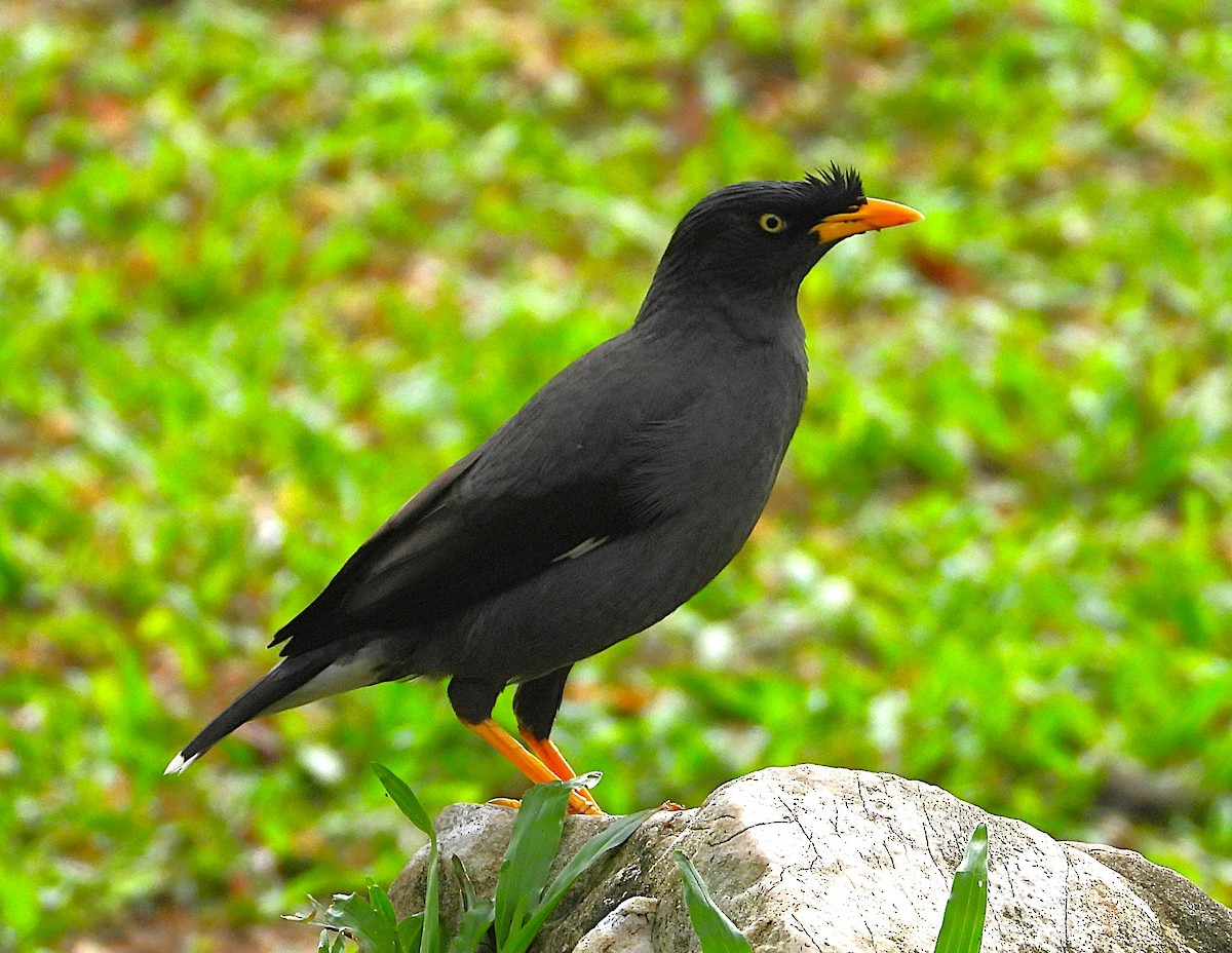 Jungle Myna - ML643171136